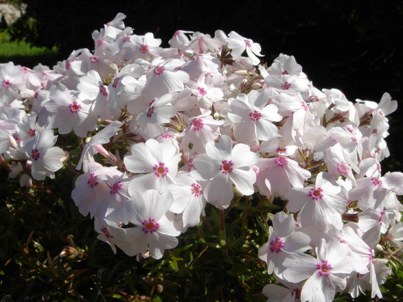 Phlox subulata 'Amazing Grace' en fleurs sur des pentes sèches d'Amérique du Nord